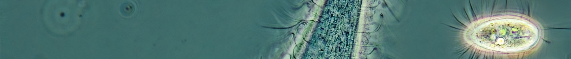 Header1